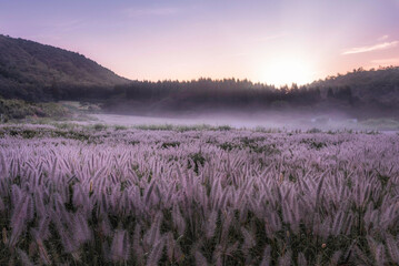 霧とチカラシバ