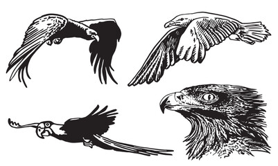 Graphical set of birds isolated on white , vector eagle,sea-gull, parrot.
