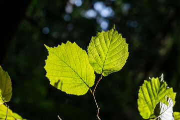 leaves on a tree