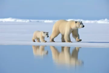 Fotobehang a polar bear and cub walking side-by-side on ice © altitudevisual