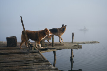 Two beautiful purebred dogs walk on a wooden pier on a foggy autumn morning over a lake or river....