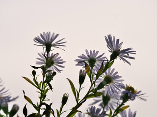 Blüten der Wildaster Aster ageratoides am Abend im Gegenlicht gegen einen hellen Himmel