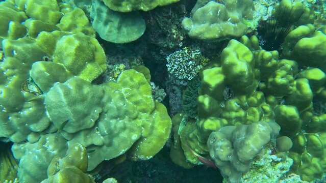 Snorkling snorkel in Phi Phi Island Corel reef teaming with reef fish of various colours. Phuket Thailand teaming with reef fish of various colours. vibrant and colourful Corel reef