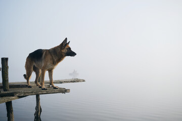 Dog stands on wooden pier on a foggy autumn morning over a lake or river. German Shepherd poses...