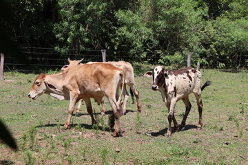 Cattle raised in winter, animals grazing in a beautiful field surrounded by woods