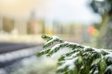 First snow. First snow on spruce needles. Blurred winter backgrund with copy space.