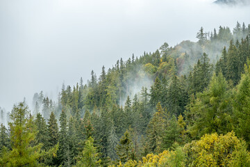 Foggy autumn coniferous. Travel serene scenic view. Amazing mystical rising fog forest trees...