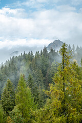 Foggy autumn coniferous. Travel serene scenic view. Amazing mystical rising fog forest trees landscape in autumn forest.