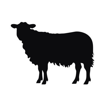 recommend clip art: Sheep black icon on white background. Sheep silhouette