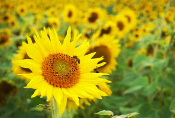 Obraz premium Field with sunflowers with non-sunny weather