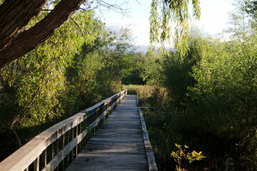 Wooden walkway on a nature trail in the early morning light leading into a marsh. Located in Oxley Nature Center Tulsa, Oklahoma.