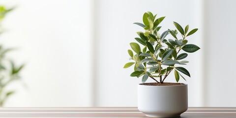 A potted plant sitting on top of a white table. - obrazy, fototapety, plakaty