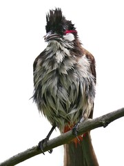Close-up of a red Whiskered Bulbul bird soaked in torrential rain