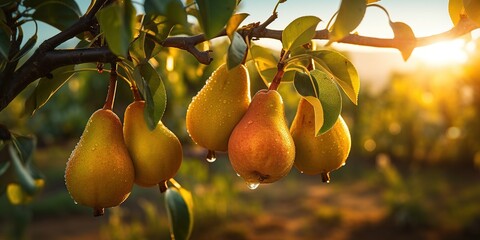 Fruit farm with pears. Branch with natural pears on blurred background of pears orchard in golden hour. Concept organic, local, season fruits and harvesting. - obrazy, fototapety, plakaty