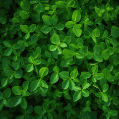 Green leaves pattern background, natural background and wallpaper