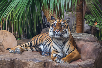 Panthera tigris sumatrae - Sumatran tiger in its habitat in the park. The tiger is resting and watching its surroundings.