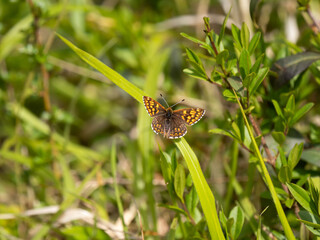 Duke of Burgundy Butterfly Resting