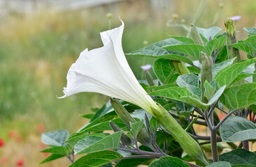white flowering plants growing in rural areas