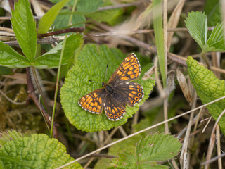 Duke of Burgundy Butterfly Resting