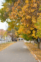 Naklejka premium Beautiful view of autumn trees along the tratoir