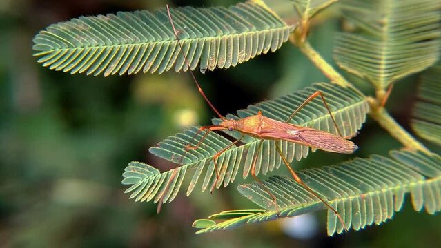 leaf footed bugs Coreidae is a large family of predominantly sap sucking insects in the Hemipteran suborder Heteroptera.