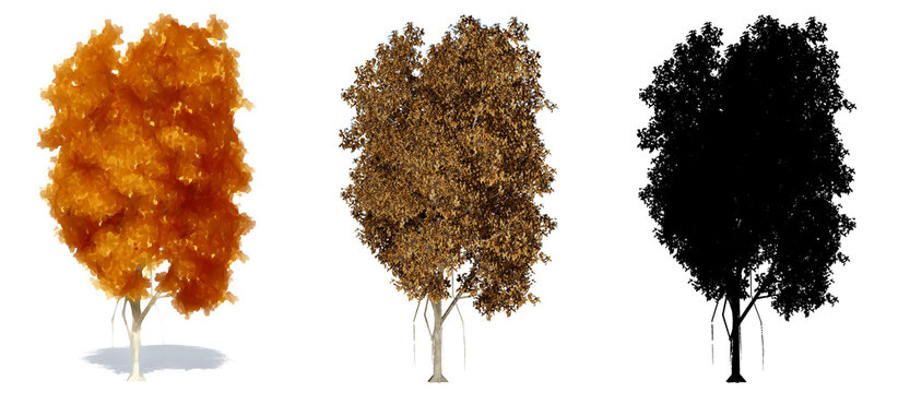 Set or collection of Ficus trees, painted, natural and as a black silhouette on white background. Concept or conceptual 3d illustration for nature, ecology and conservation, strength and beauty