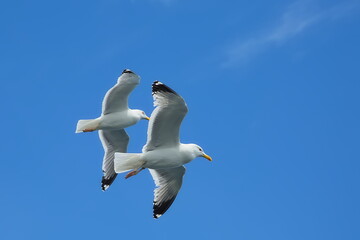 Seagulls over the water of Lake Baikal.