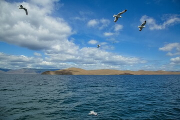 Seagulls over the water of Lake Baikal.