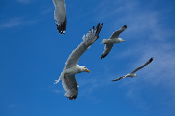 Seagulls over the water of Lake Baikal.