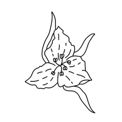 Single hand drawn flower head. Vector illustration in doodles style. Isolate on a white background.