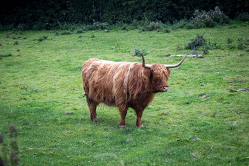 Highland Cow standing in field in yorkshire