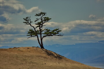 Fototapeta na wymiar Lonely pine tree on the deserted shore of Lake Baikal.