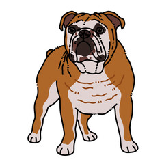 Bulldog standing illustration on transparent background 