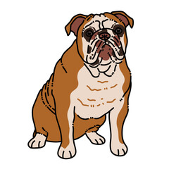 Bulldog sitting illustration on transparent background