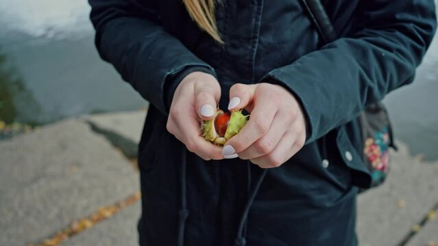 Close-up of a girl opening a chestnut by removing the thorny skin in slow motion. An autumn day when fallen chestnuts are collected
