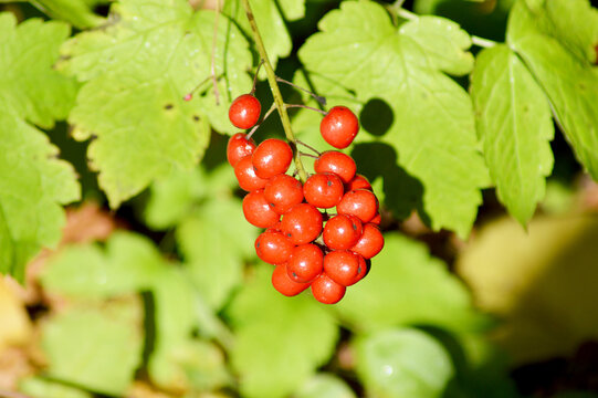Red baneberry (Actaea rubra)