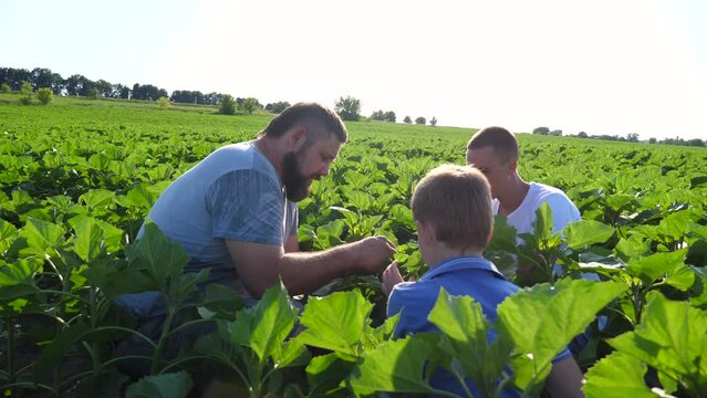 Male farmer explaining to his two sons how to growing sunflower at meadow. Dad talking to children about agriculture at green field. Daddy and his kids spending time together at countryside. Close up