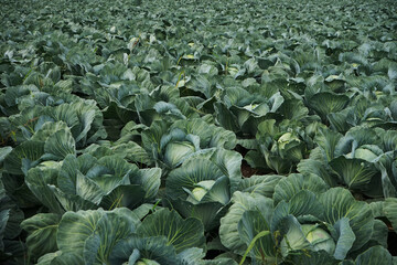 Close-up view of cabbage in the field