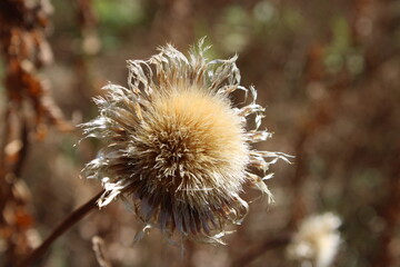  A thistle seed pod dried is nearing its spread of seasons seed in a field and meadow of an Urban Nature Park. 