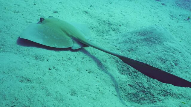 Close up of Сowtail Weralli stingray (Pastinachus sephen) swimming over sandy bottom on deep, Slow motion