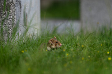European hamster is hiding in grass. Rare hamster are looking for food. Orange and white rodent in Europe. Wildlife during summer time. 