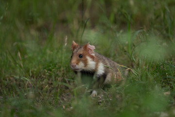 European hamster is hiding in grass. Rare hamster are looking for food. Orange and white rodent in Europe. Wildlife during summer time. 