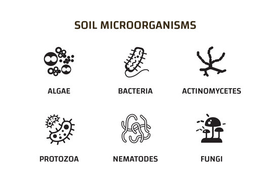 Soil Microorganisms that reproduce in the soil. Soil biology. bacteria, fungi, algae, protozoa, nematodes, actinomycetes