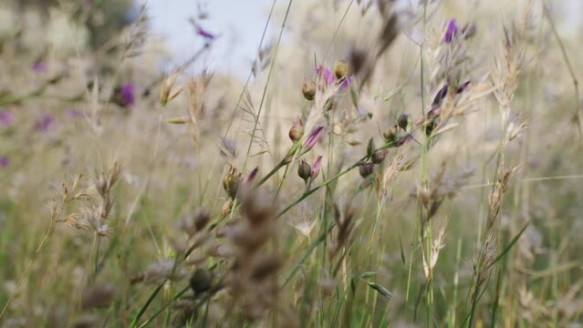 Focus pull through Australian native grassland and flowers