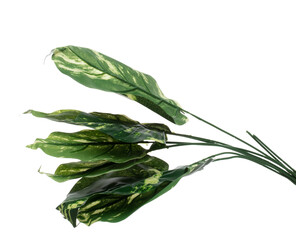 Green Leaf many Artificial spotted betel tropical leaves with branch. Dark green leaves of fake...