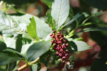 Wild berries have turned red and the birds are already investigating the cashe.