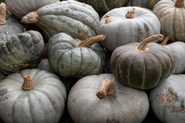 Collection of fresh picked Pumpkins outdoors full frame as background