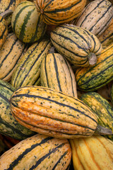 Group of whole fresh spaghetti squashes full frame close up as background