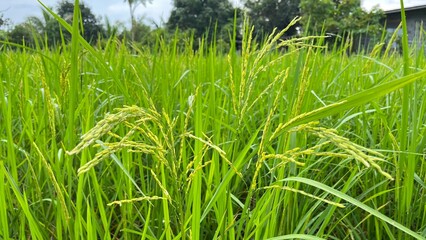 green rice field - 663819121