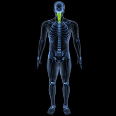 human skeleton femur,tibia,fibula,sacrum and spine,vertebrae anatomy. 3d illustration